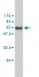 PCNA Antibody (monoclonal) (M02)